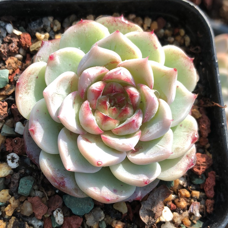 「红丝绒」多肉叶片叶插贵货稀有韩国杂交进口基因控养正版叶