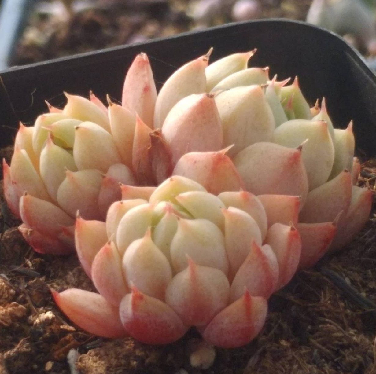 多肉植物韩国进口多肉叶片「春雨」贵货正版叶插