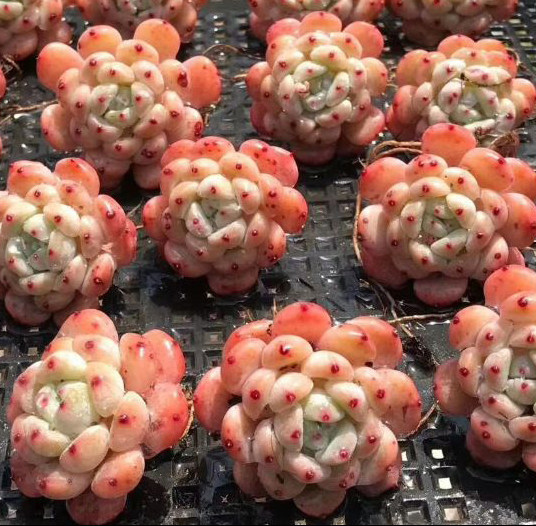 多肉植物韩国进口多肉叶片「丸叶日系雪爪」贵货正版叶插