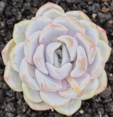 多肉植物 欧美进口多肉叶片「泰尼汉堡」贵货正版叶片 叶插苗小苗