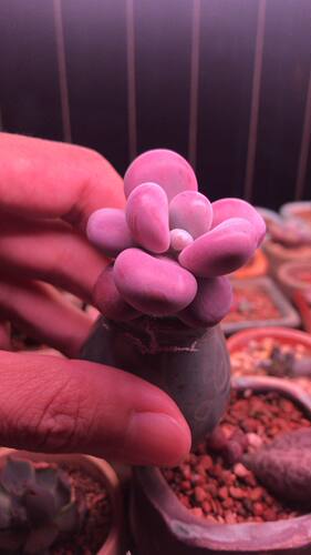 多肉植物进口多肉桃蛋」正版萌芽
