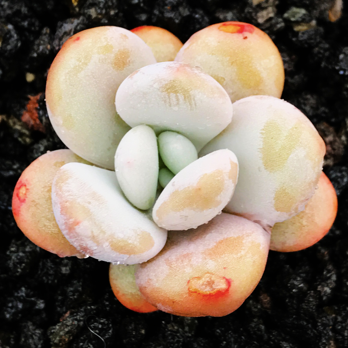 多肉植物欧美韩国进口多肉叶片「夏娃」贵货正版叶插苗满包邮