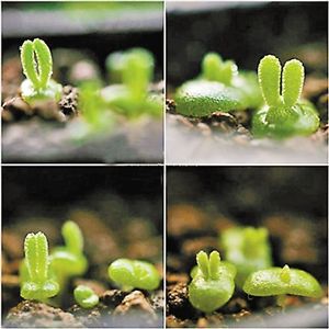 多肉植物 韩国进口多肉「碧光环/兔耳朵/小兔子」贵货正版
