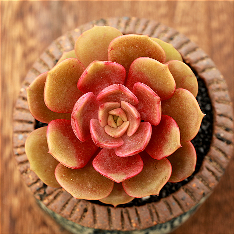 多肉植物 欧美进口多肉叶片「大红袍」贵货正版叶片 叶插叶插苗