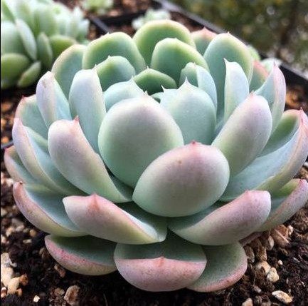 多肉植物韩国进口多肉叶片「鬼魅」贵货正版叶插