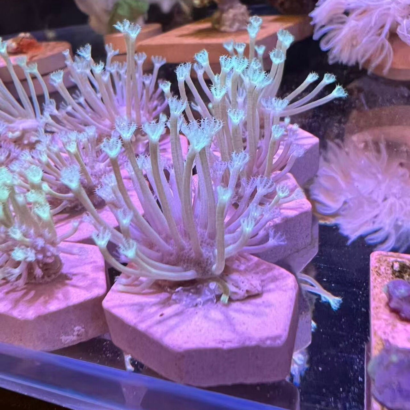 密须长须白花皮革珊瑚海水海葵海缸lps软体水族新手闯缸造景提色