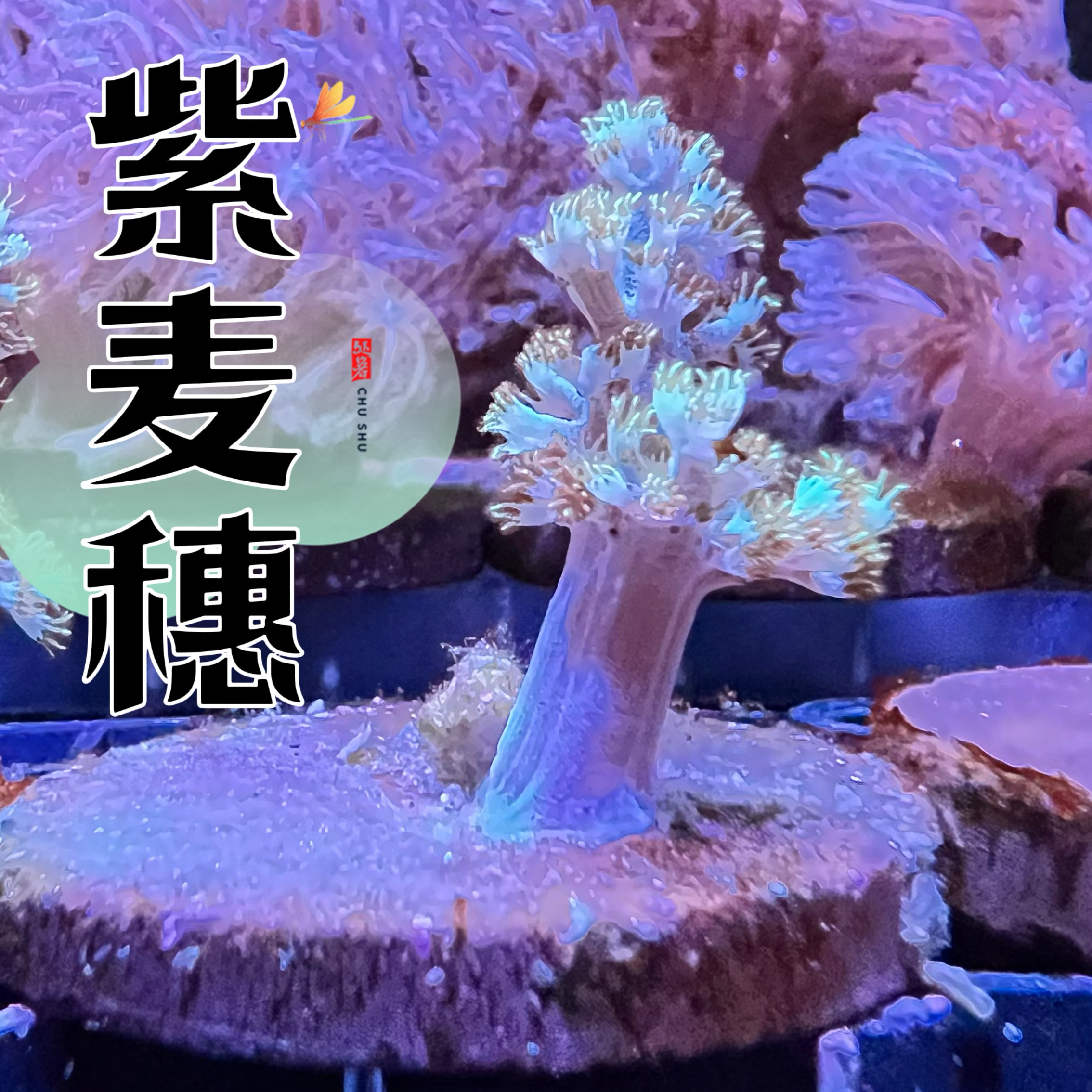 人工紫麦穗圣诞树 lps珊瑚海水鱼小丑鱼观赏鱼新手闯海缸包邮包损