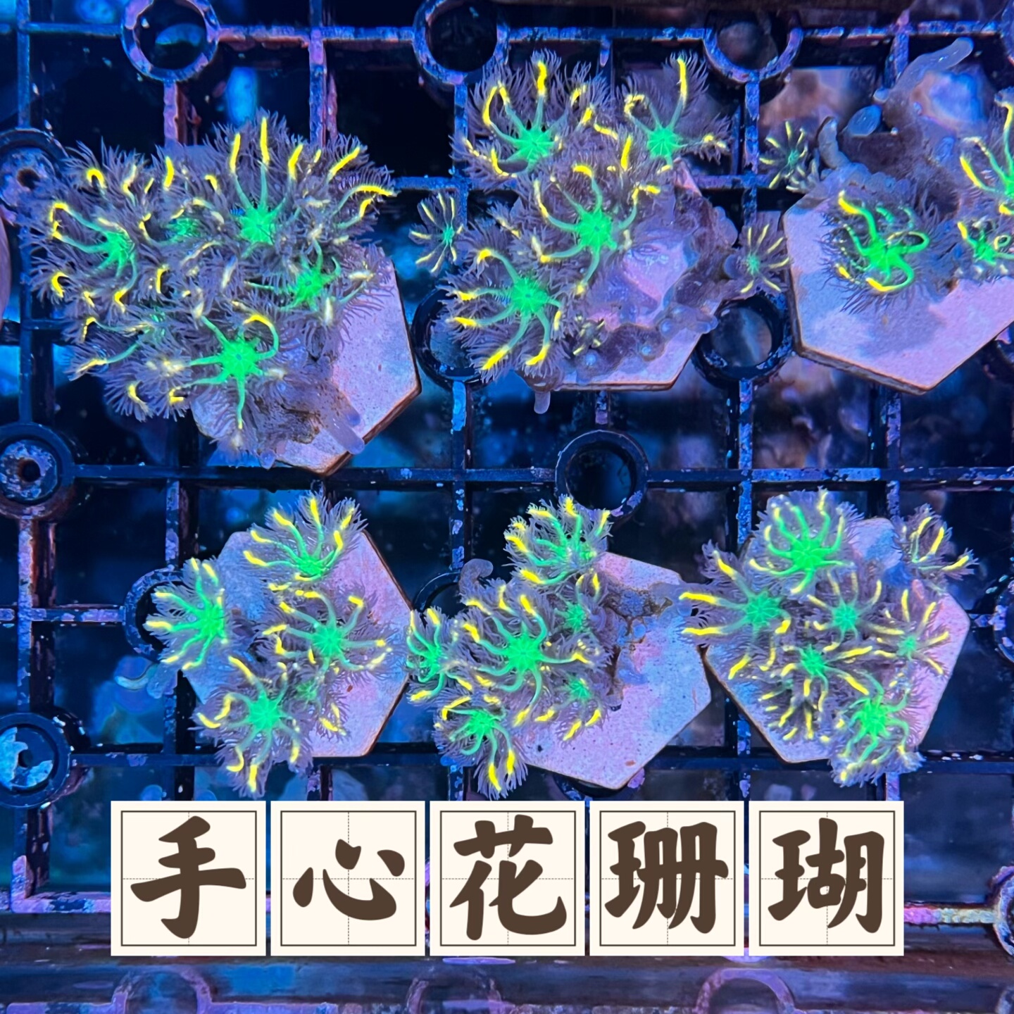 人工繁殖，容易饲养，包邮