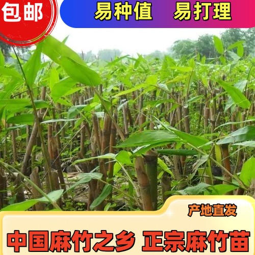广东英德甜竹笋马蹄笋麻竹笋苗种