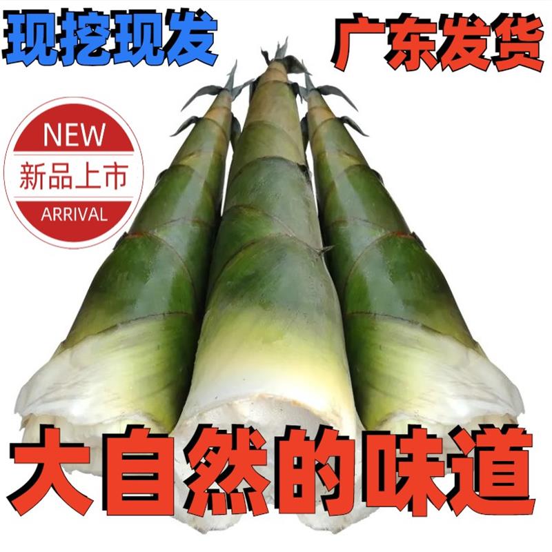 广东清远新鲜现挖麻竹笋野生
