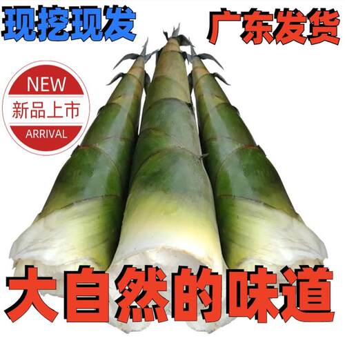 广东清远新鲜现挖麻竹笋野生