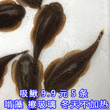 原生双吸盘吸鳅除藻清洁工鱼活体冷水贵州爬岩鳅吃屎清道夫贵爬