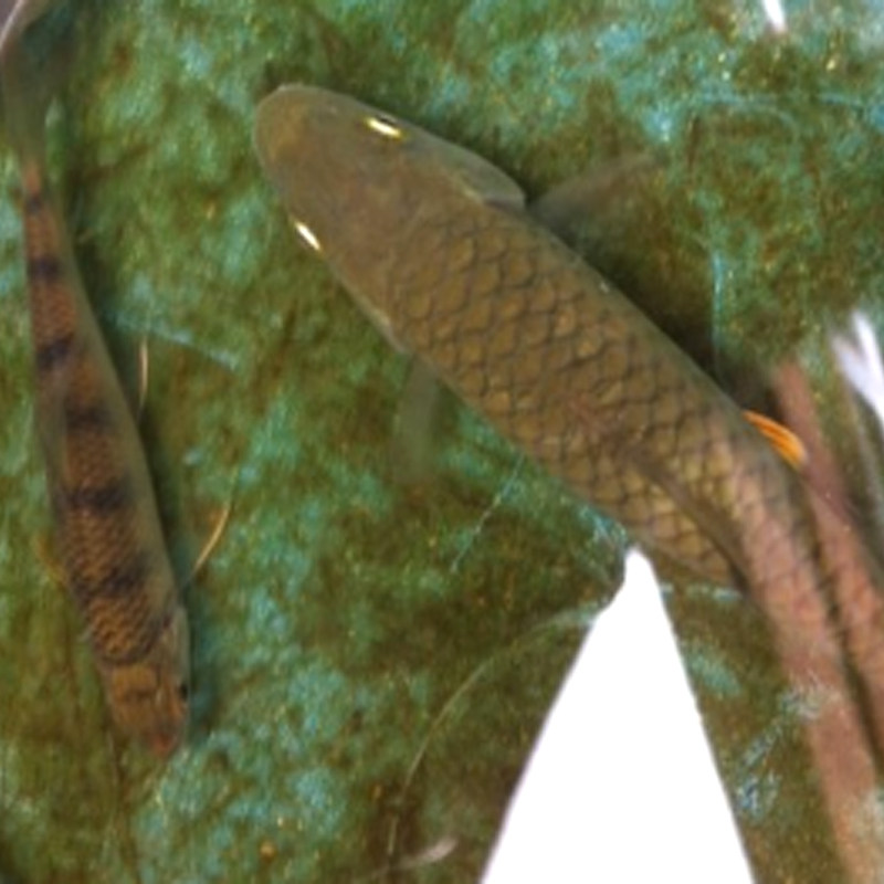 观赏鱼活体清波凶猛中国原生鱼小型肉食淡水冷水鱼军鱼光倒刺鲃