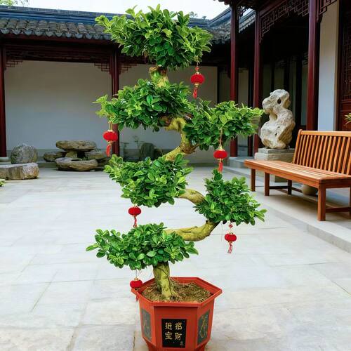 高度一米左右大S弯金钱榕树造型盆景客厅庭院大门口阳台乔迁送喜