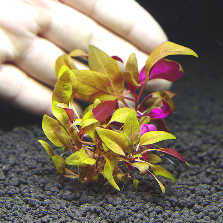 迷你血心兰水草鱼缸造景前景红色淡水活体植物阴性水草泥小水族箱