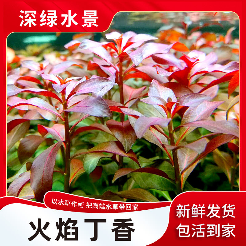 火焰丁香水草新叶底红红色水草荷兰景淡水草缸造景水中植物中后景