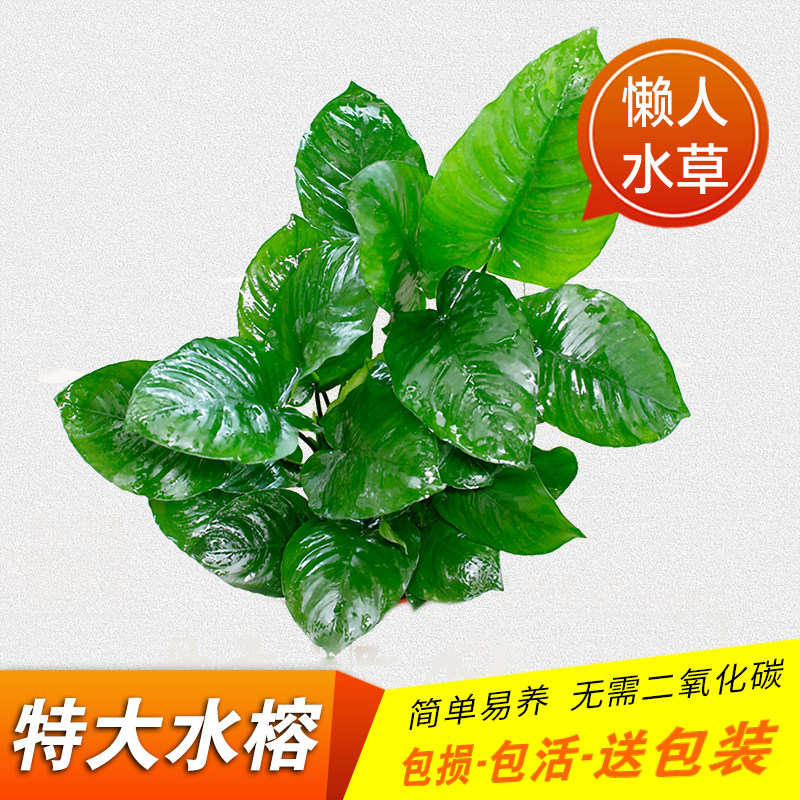 水上叶品牌精品汇聚 价格大全移动版 最宠网