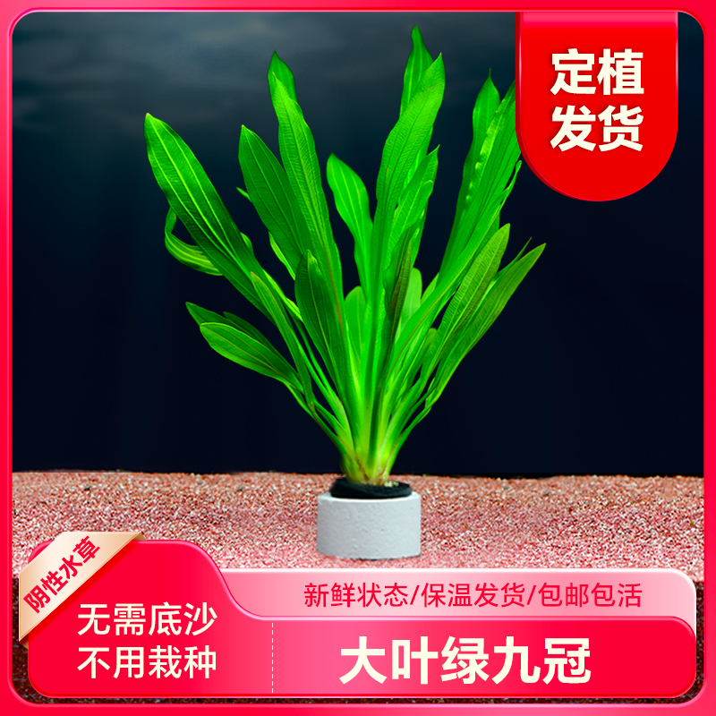 大鱼缸造景阴性懒人乌拉圭绿九冠