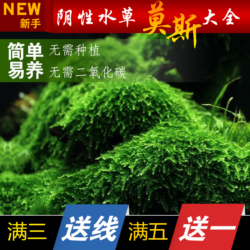 鱼缸沉木造景莫斯水草增氧植物阴性活体大三角鹿角苔垂泪散装莫丝