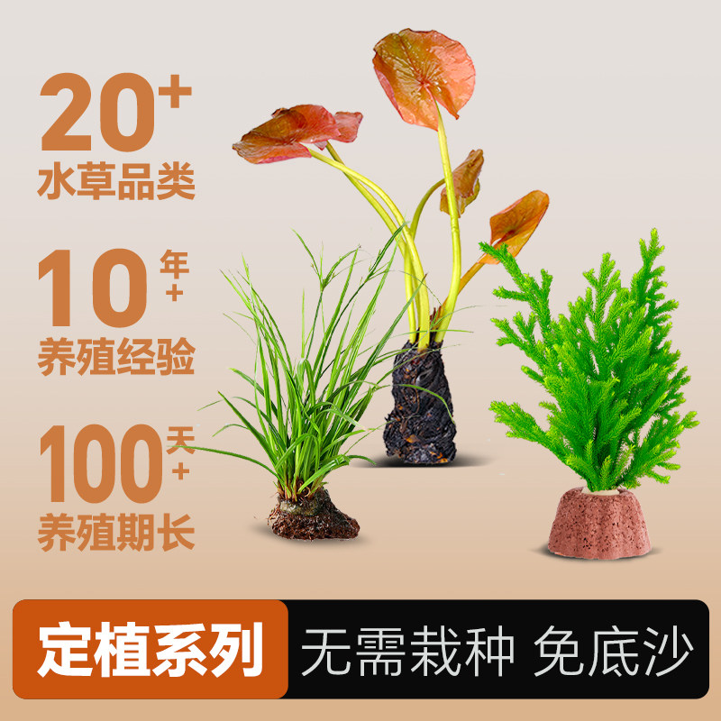 火山石水草植物鱼缸造景专用水培蜈蚣草绿菊真草摆件水质沉底净水
