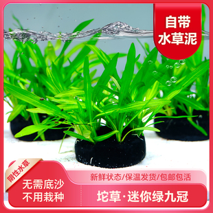 鱼缸真水草造景套餐迷你绿九冠中前景阴性懒人新手淡水水族箱皇冠