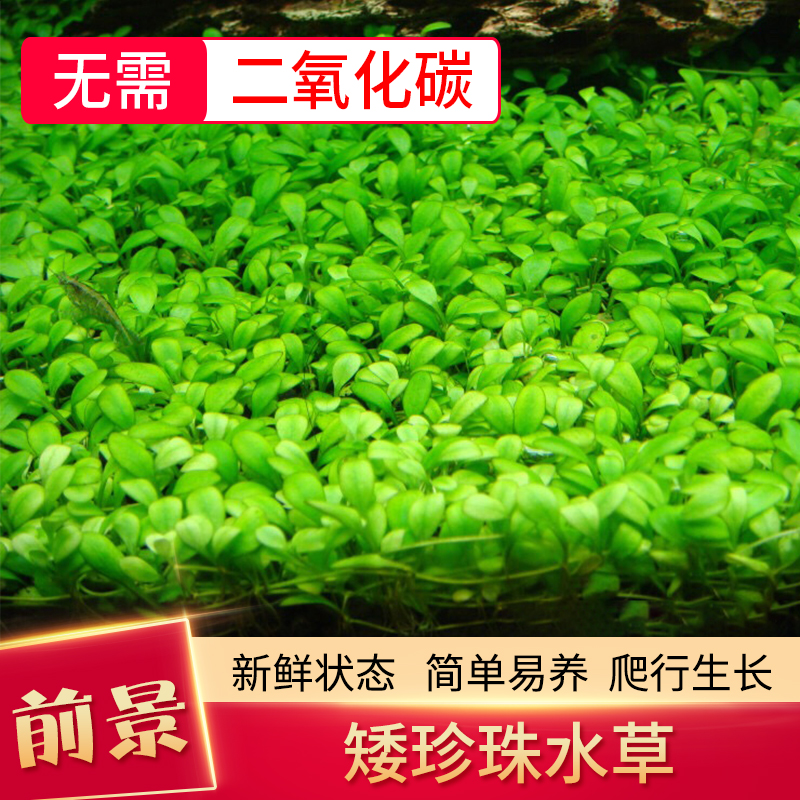 阴性水草无co2价格 阴性水草无co2图片 星期三