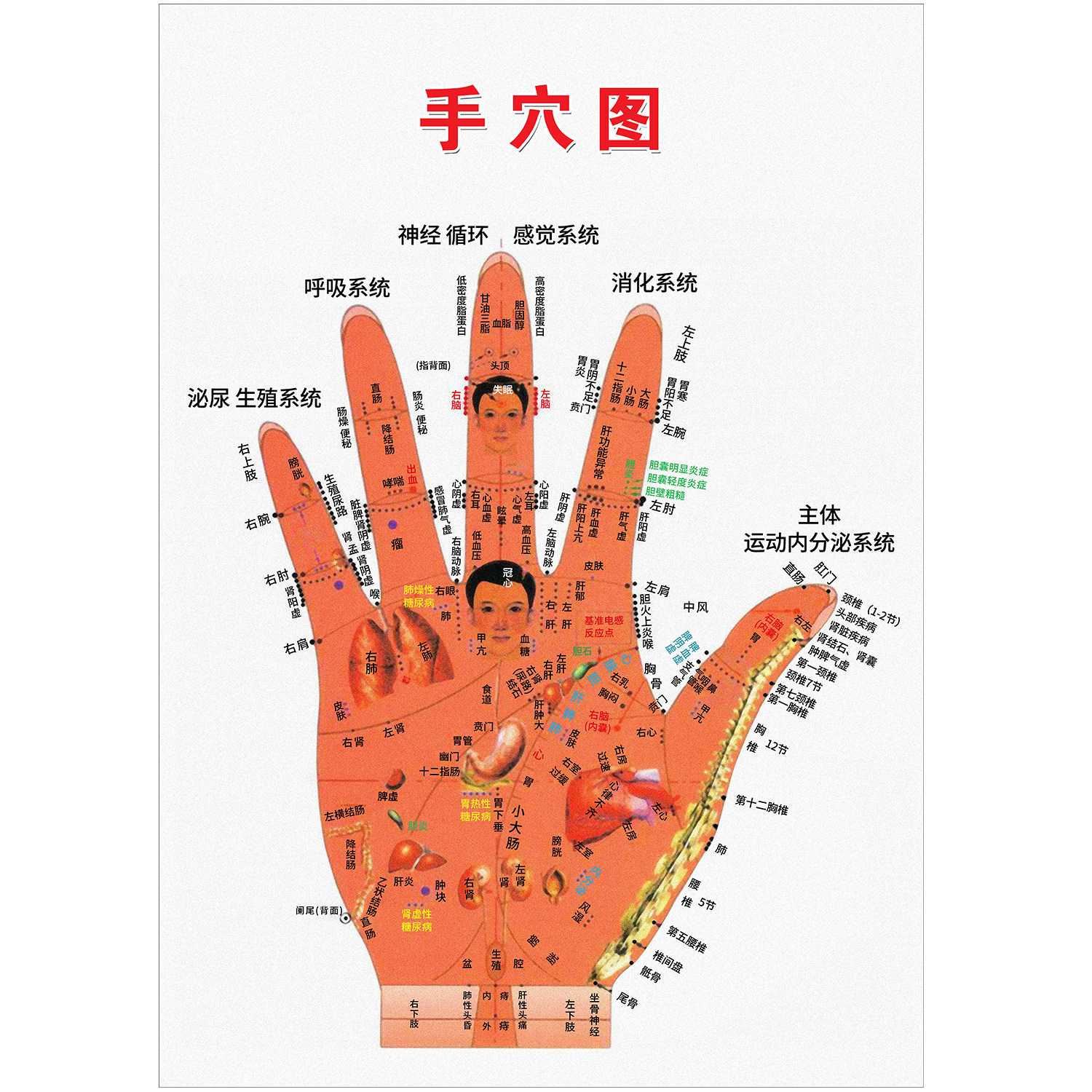 中医手诊人体对应部位手穴对照图图片