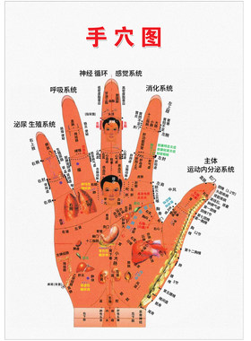 中医手诊人体对应部位手穴对照图