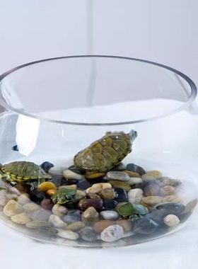 玻璃圆形办公桌绿萝水培家用龟缸