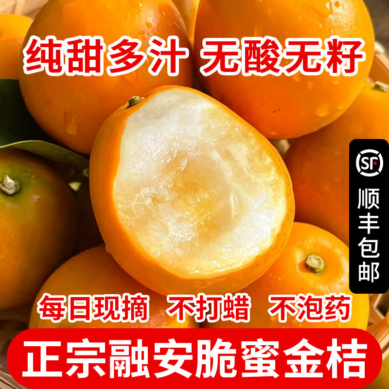 广西融安脆蜜金桔第三代金桔金柑纯甜无酸新鲜金桔大果直发顺丰
