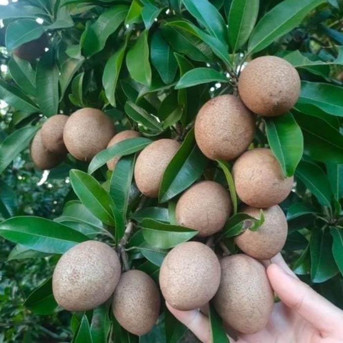 人心果种子四季果树种籽吴凤柿赤铁果奇果树水果种子庭院耐寒耐热