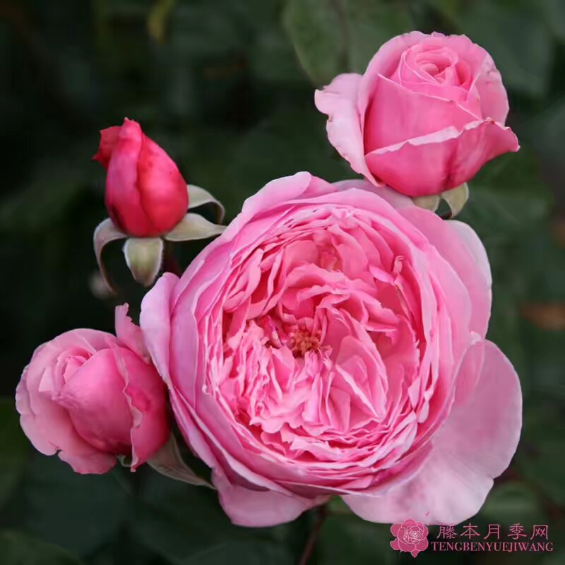刁蛮公主/ 吻我凯特/亲我凯特 月季花苗大花灌木多头勤花玫瑰庭院