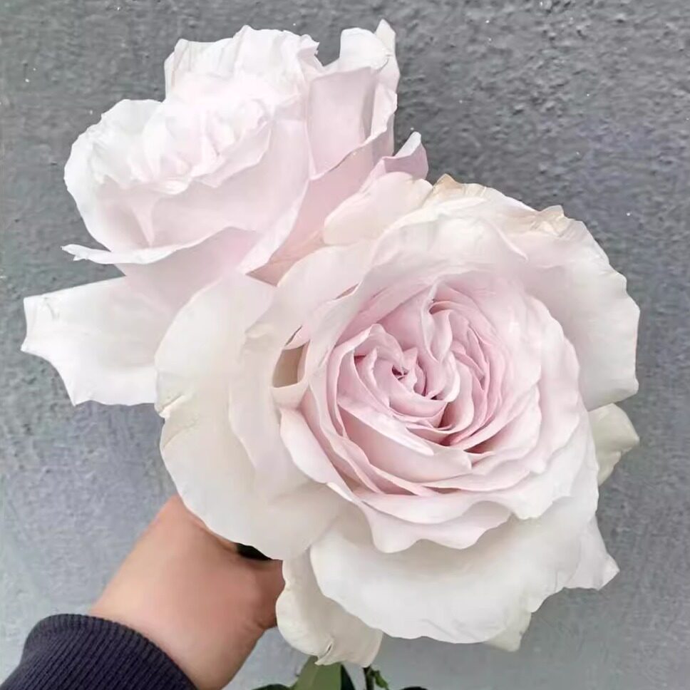 新品 航迹 月季花苗 日月浓香大花灌木多头勤花重瓣庭院阳台盆栽