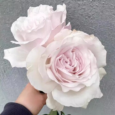 新品 航迹 月季花苗 大花灌木多头勤花重瓣切花月季 庭院阳台盆栽