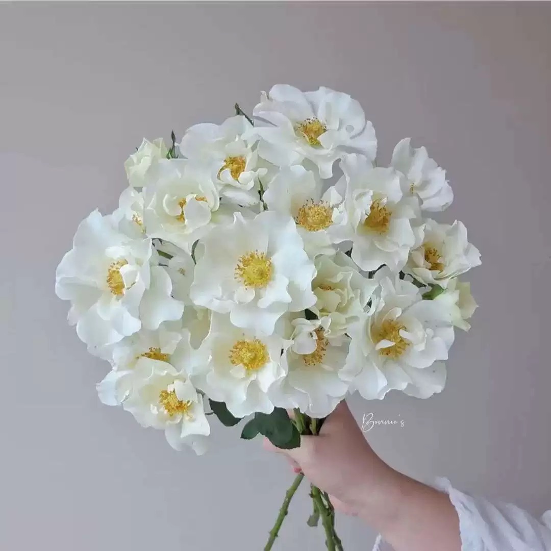 新品 婚纱 月季花苗 单瓣灌木多头勤花直立切花玫瑰纯白淡香 盆栽