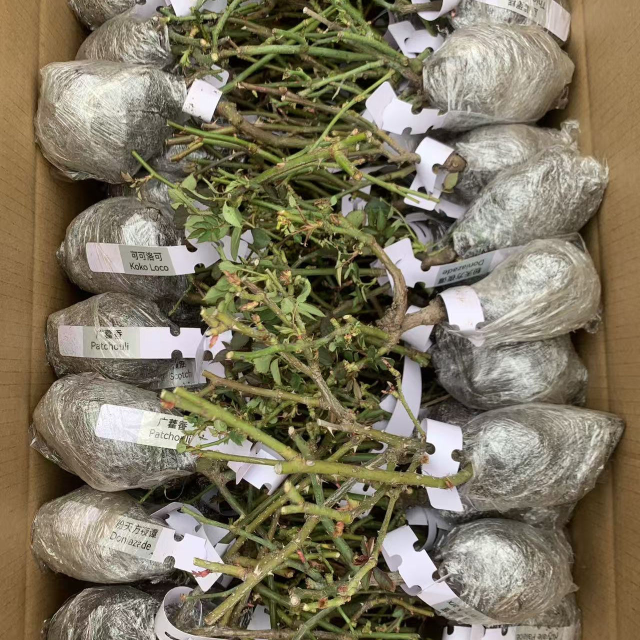 外汇 月季玫瑰花苗 小中大苗去叶去土 裸根 发货可找品种