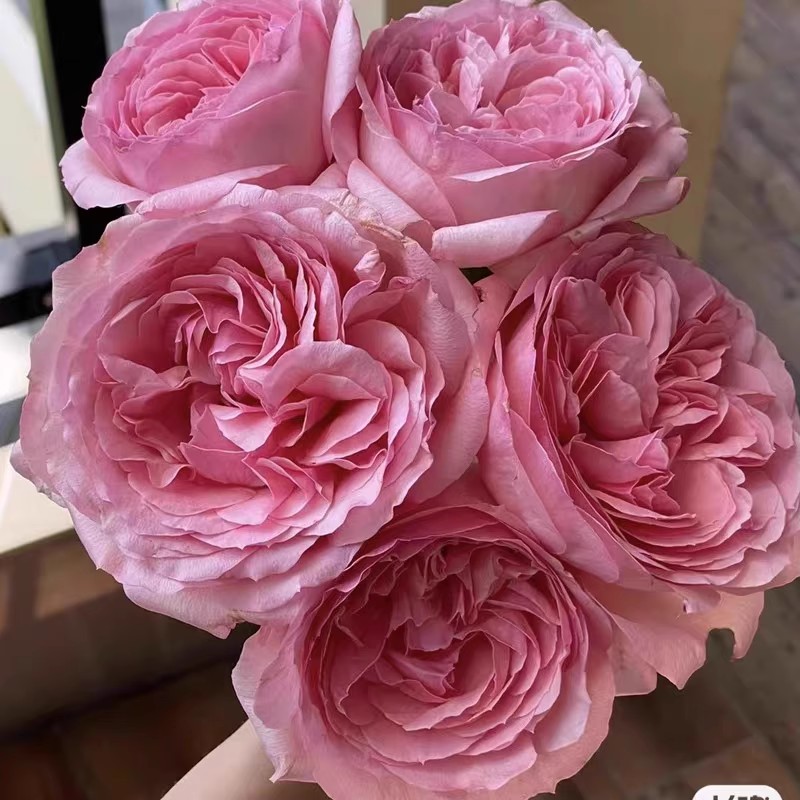 新品 杨玉环 月季花苗 大花灌木多头勤花浓香月季 庭院阳台盆栽