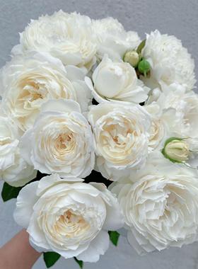 新品 永恒之雪 月季花苗今井清纯白色灌木多头勤花庭院阳台盆栽