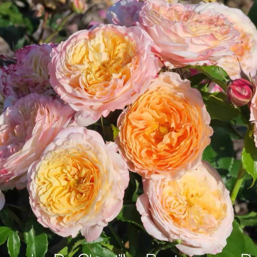 香缇别苑/玫瑰香橙 月季花苗 法国戴尔巴德灌木大花浓香阳台庭院,鲜花速递/花卉仿真/绿植园艺,月季/蔷薇/玫瑰,淘宝优惠券,粉丝福利购,淘宝优惠卷