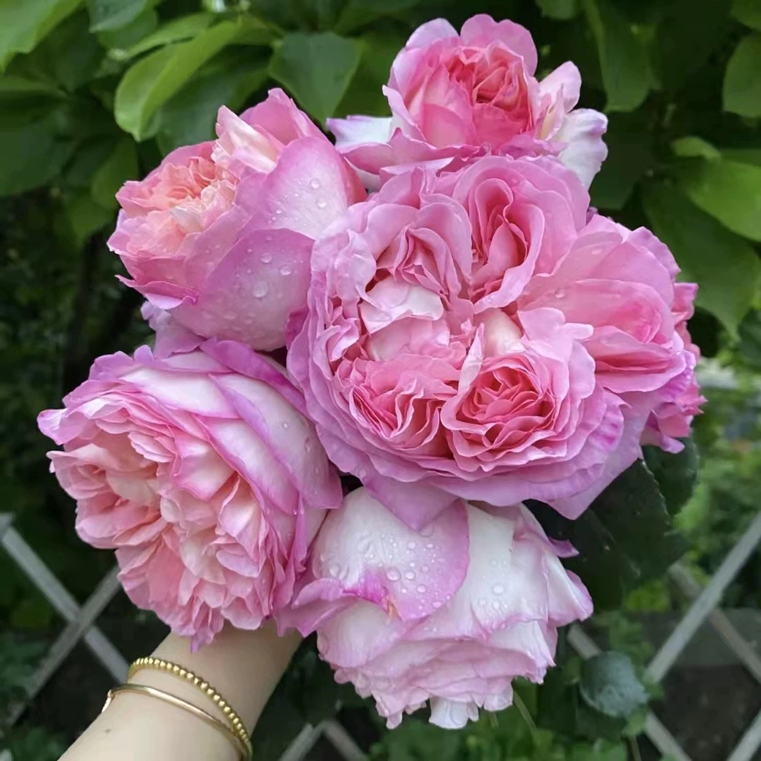 破晓 月季花苗 大花浓香粉色切花玫瑰灌木阳台庭院花卉勤花 植物