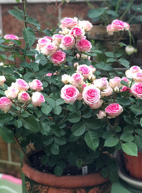 灌小伊 月季花苗盆栽灌小伊甸园阳台花园绿植勤花多头浅粉色月季