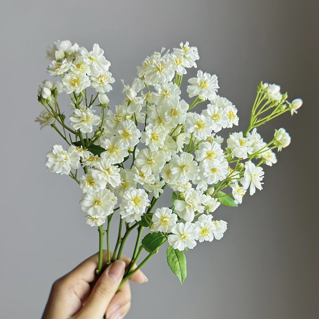 微月 白莲花 月季花苗 微型灌木多头勤花玫瑰 阳台庭院盆栽