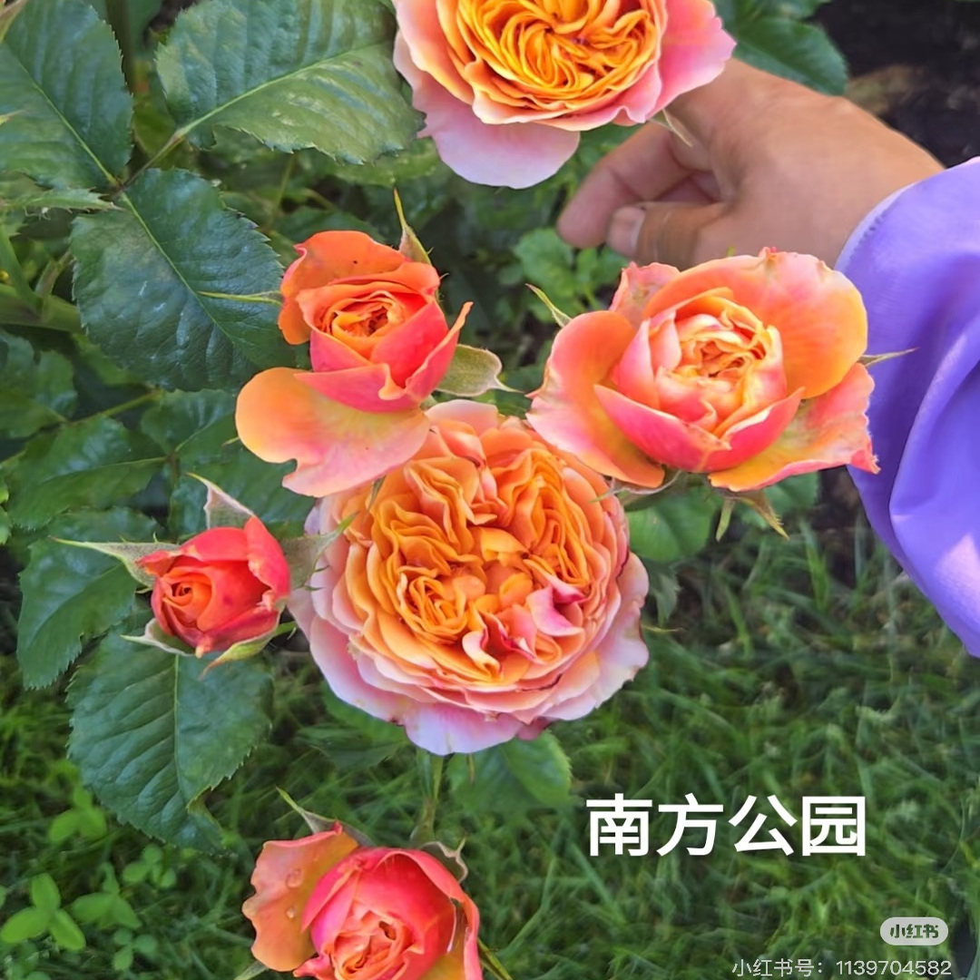 新品 南方公园 月季花苗 重瓣多头直立勤花切花月季 庭院阳台盆栽