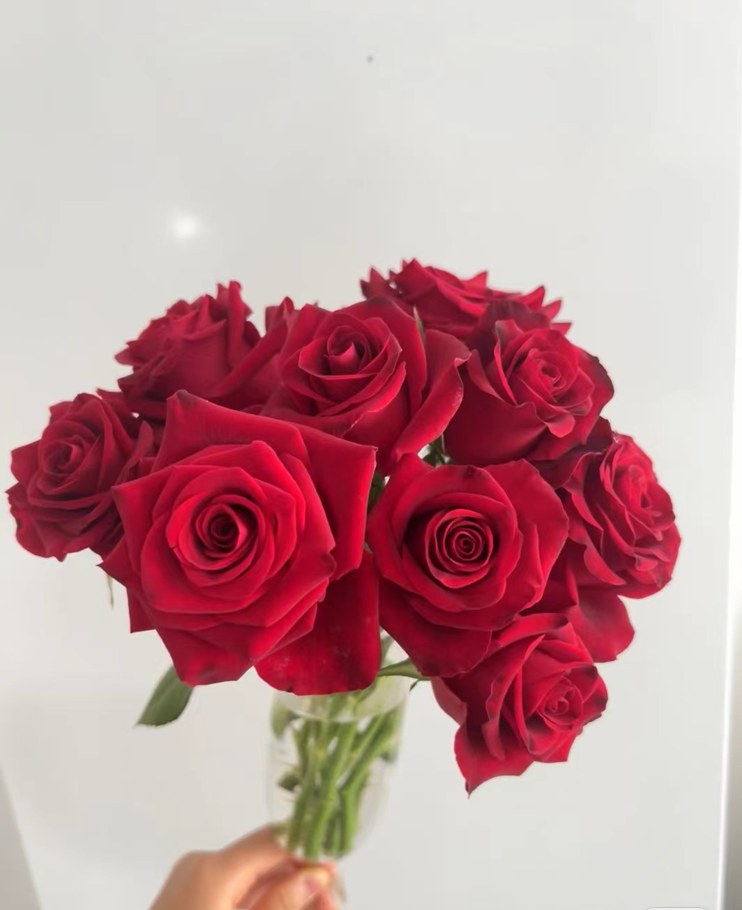 新品【哈利路亚】月季花苗大花切花直立阳台庭院绿植花卉