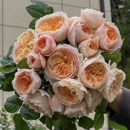 新品 涵仙 月季花苗可藤可灌大花浓香勤花切花月季 庭院阳台盆栽