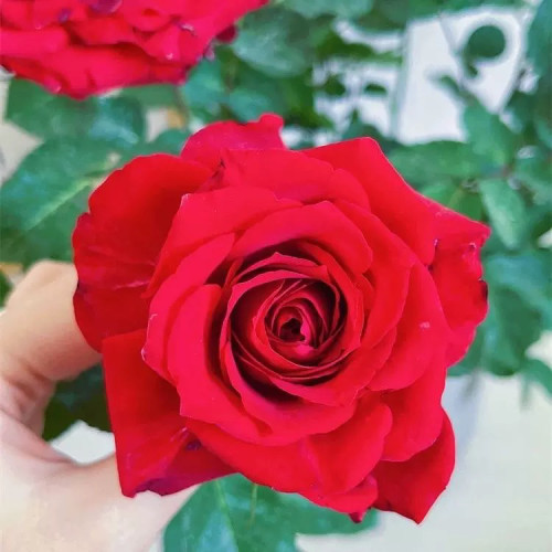 钻石玫瑰 微月季花苗盆栽花苗灌木勤花阳台庭院花卉