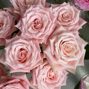 杏仁奶糖 花苗少刺花期长花瓣厚实 杏粉色大花高杯状切花月季