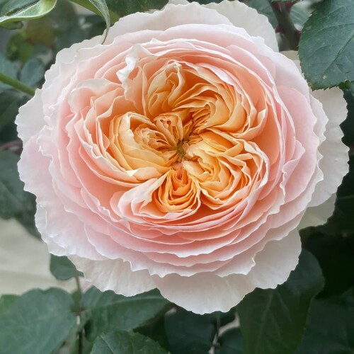 新品 巴黎月光 月季花苗灌木浓香大花切花绿植花卉盆栽阳台庭院