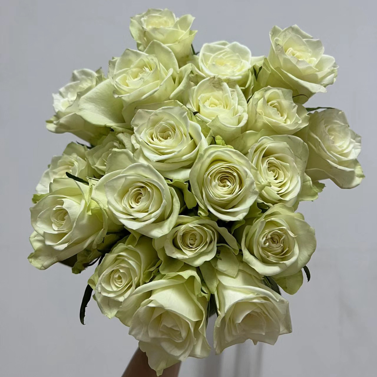 费尔蒙 月季花苗多季庭院阳台栽植灌木切花月季