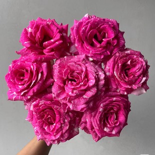 花苗 月季 多头勤花灌木条纹切花玫瑰庭院阳台盆栽 潘多拉 新品